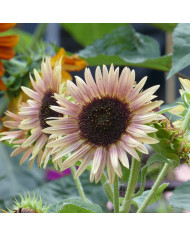 Acroclinium (Helipterum) Blanche