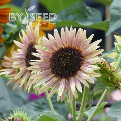 Tournesol haut double Astra Rose