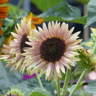 Tournesol haut double Astra Rose