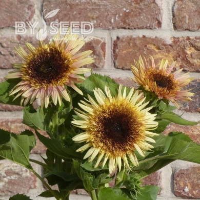 Tournesol haut double Astra Rose