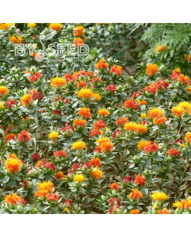 Carthame des teinturiers Zanzibar Orange