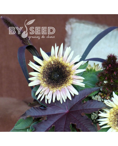 Tournesol haut double Astra Rose