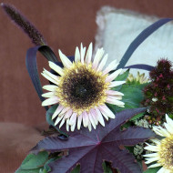 Tournesol haut double Astra Rose