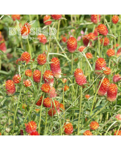 Gomphrena haageana Orange