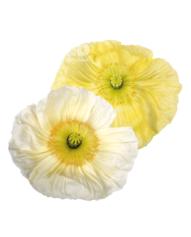 Pavot d'Islande Colibri Giallo Chiaro