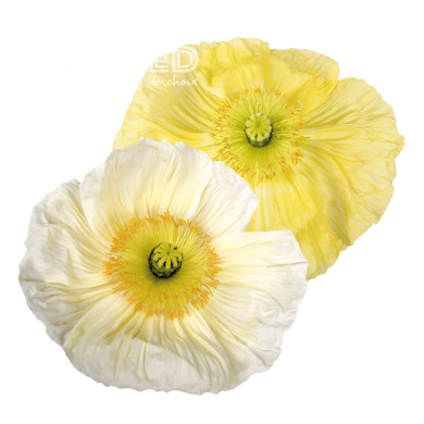 Pavot d'Islande Colibri Giallo Chiaro