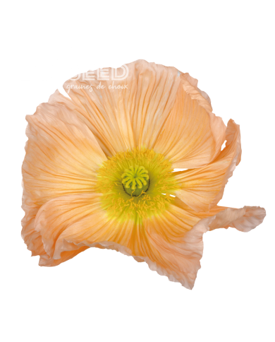 Pavot d'Islande Colibri Rosa Chiaro Pastello