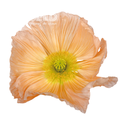 Pavot d'Islande Colibri Rosa Chiaro Pastello