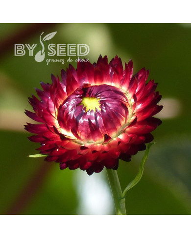 Immortelle à bractées Red