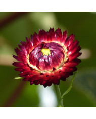 Tournesol nain Sunspot BIO