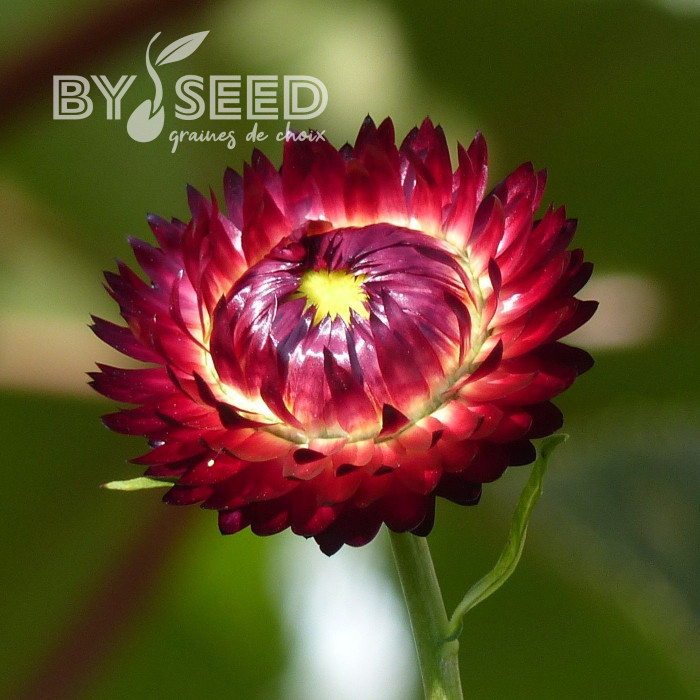 Immortelle à bractées Red