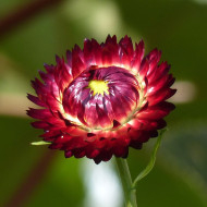 Immortelle à bractées Red