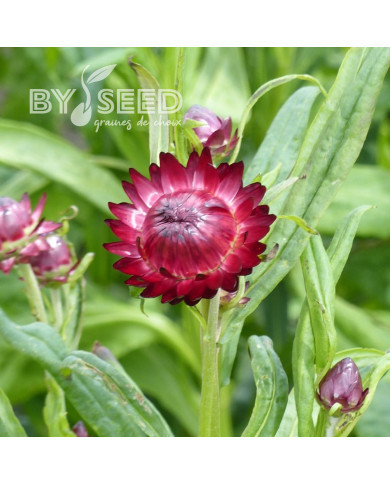 Immortelle à bractées Red
