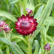 Immortelle à bractées Red