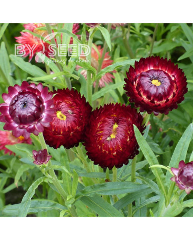 Immortelle à bractées Red