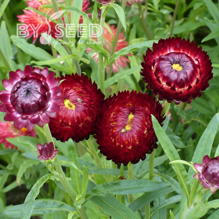 Immortelle à bractées Red