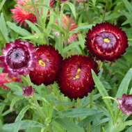 Immortelle à bractées Red