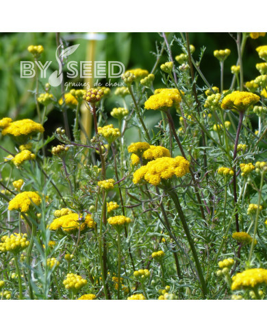 Lonas inodora - Agératum jaune