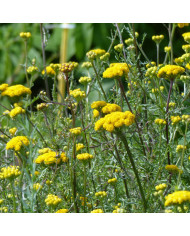 Statice vivace - Limonium latifolium