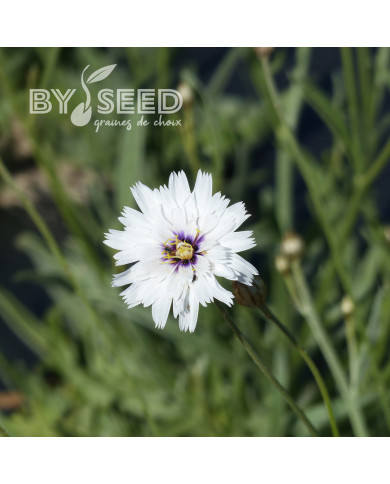 Catananche caerulea Amor White (Cupidone)