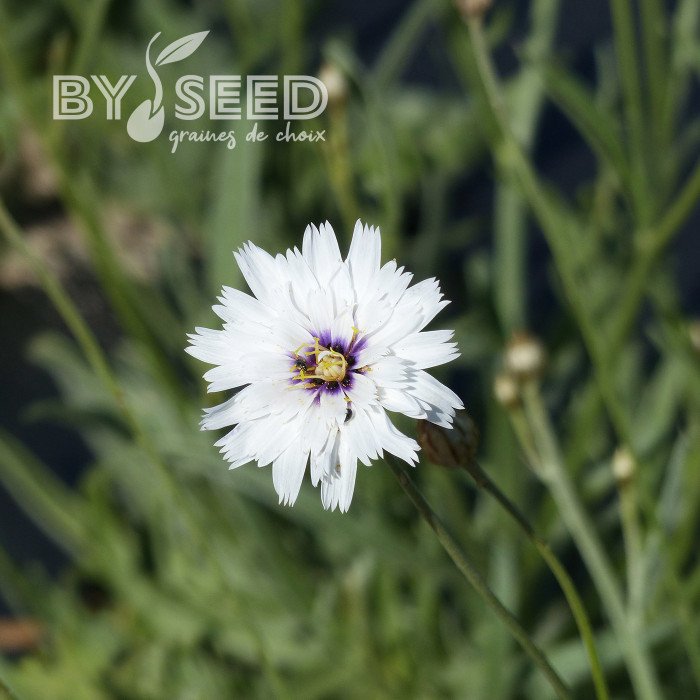 Catananche caerulea Amor White (Cupidone)