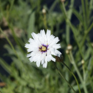 Catananche caerulea Amor White (Cupidone)