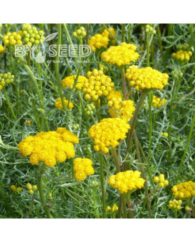 Lonas inodora - Agératum jaune