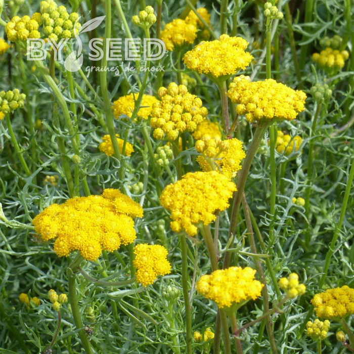 Lonas inodora - Agératum jaune