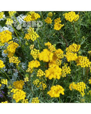 Lonas inodora - Agératum jaune
