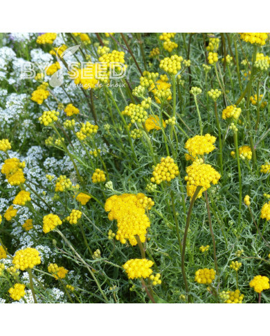 Lonas inodora - Agératum jaune