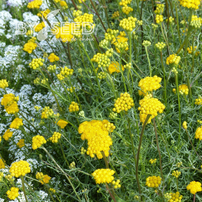 Lonas inodora - Agératum jaune