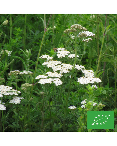 Achillée millefeuille blanche (fleur sauvage) BIO