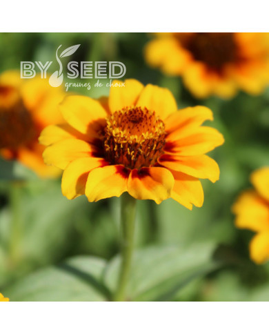 Zinnia haageana Soleado