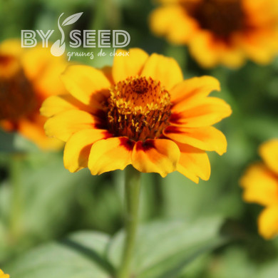 Zinnia haageana Soleado