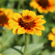 Zinnia haageana Soleado