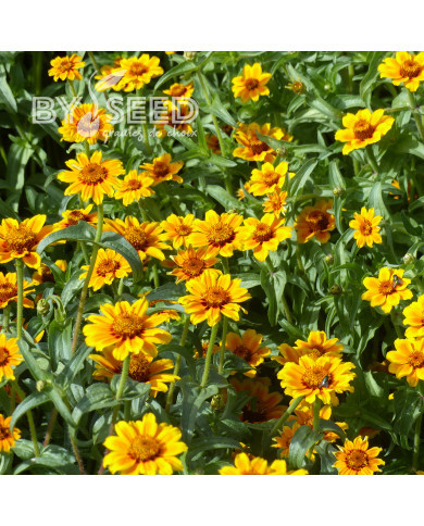 Zinnia haageana Soleado