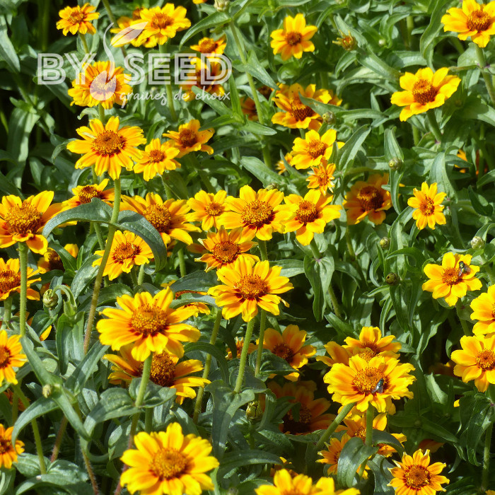 Zinnia haageana Soleado