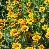 Zinnia haageana Soleado