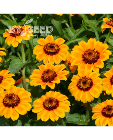 Zinnia haageana Soleado