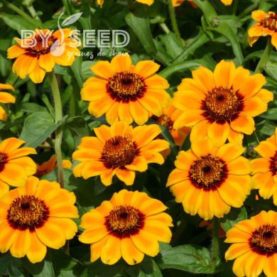 Zinnia haageana Soleado