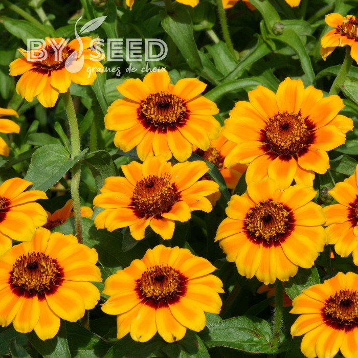 Zinnia haageana Soleado