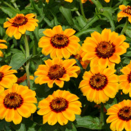 Zinnia haageana Soleado
