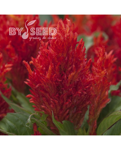 Célosie en épis Arrabona™ Red