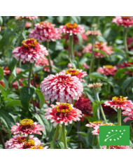 Zinnia haageana Soleado