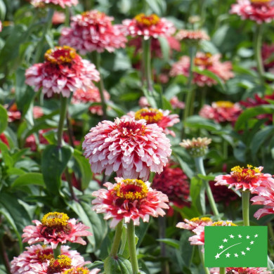 Zinnia Mazurkia BIO