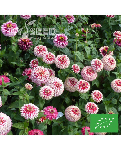 Zinnia Mazurkia BIO