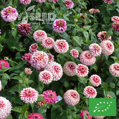 Zinnia Mazurkia BIO