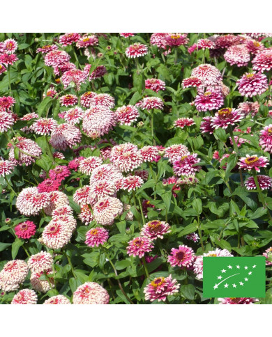 Zinnia Mazurkia BIO