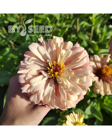 Zinnia à fleur de dahlia Copperlin BIO