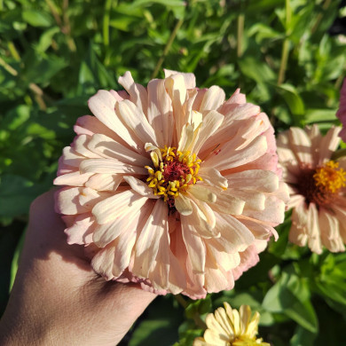 Zinnia à fleur de dahlia Copperlin BIO
